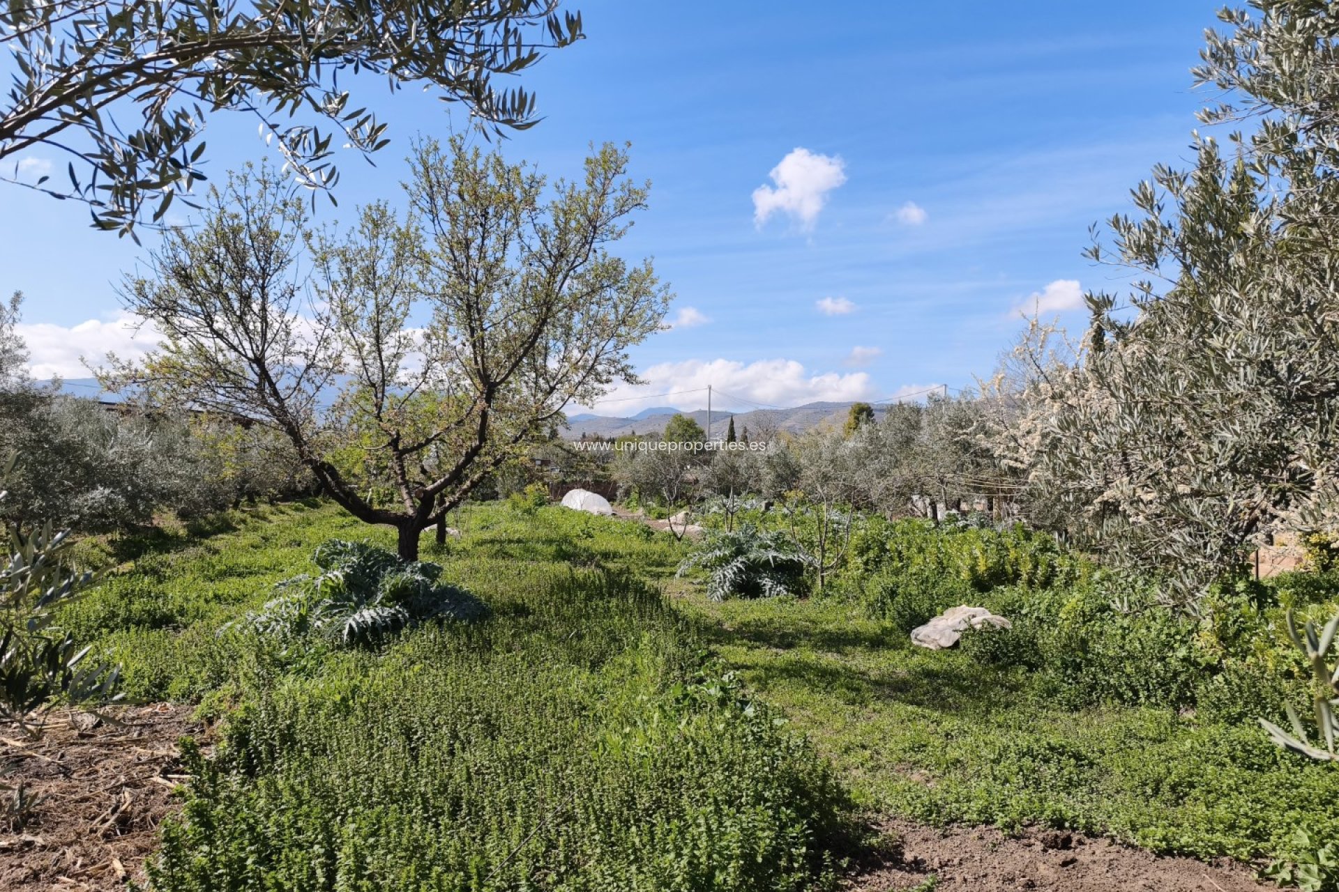 Herverkoop - Country House -
Baza