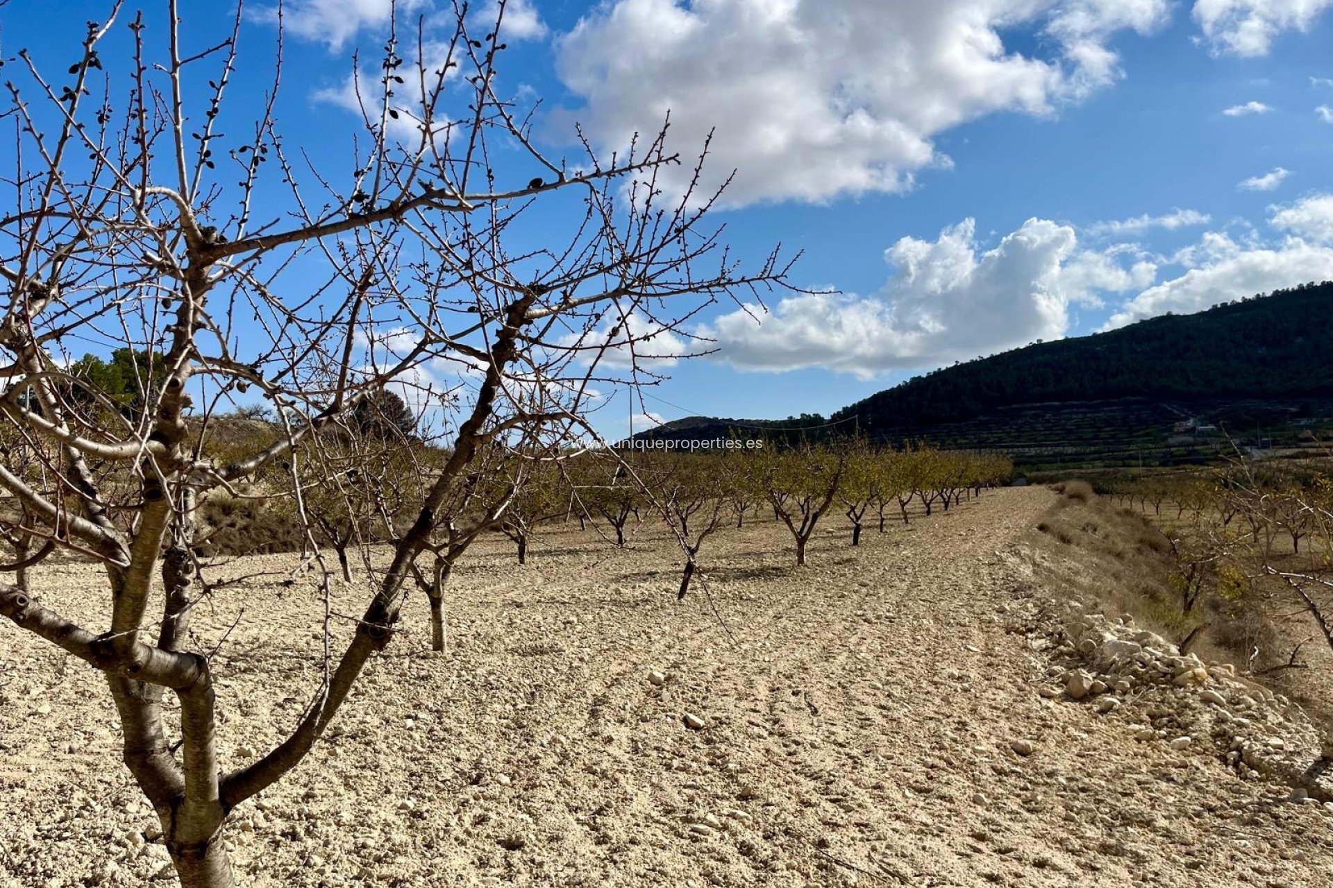 Herverkoop - Perceel / Grond -
Bullas - Costa Calida