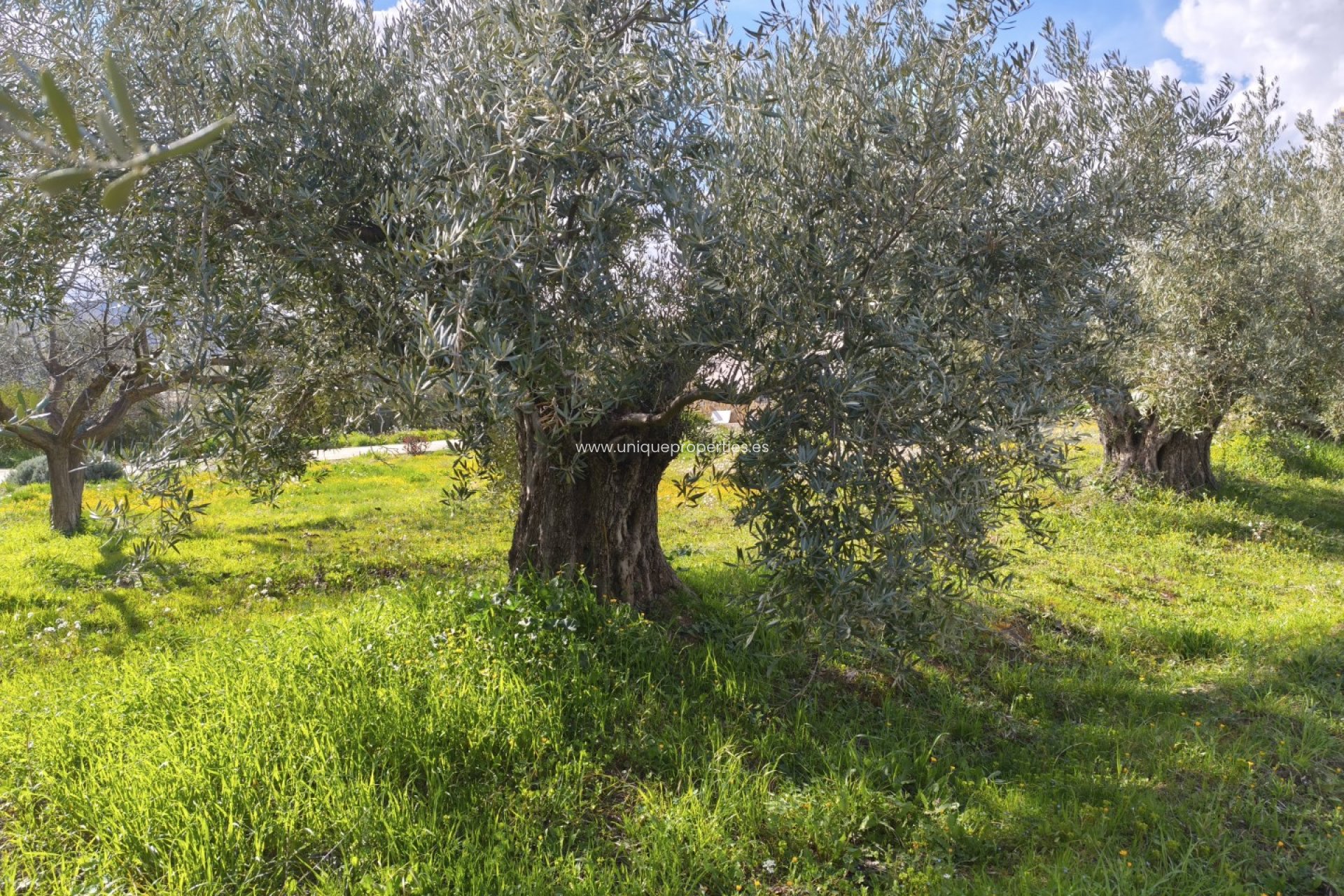 Resale - Cortijo -
Baza