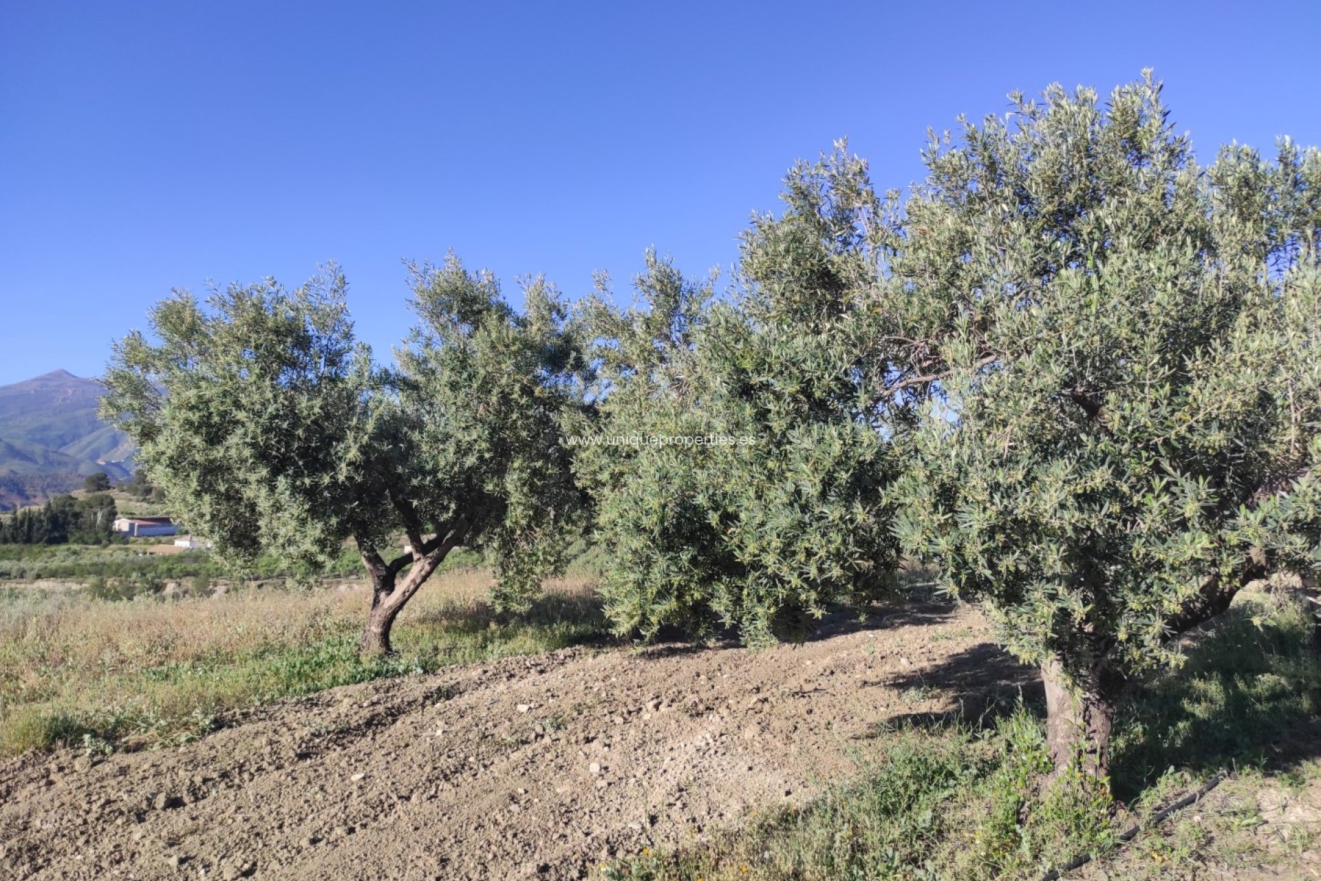 Resale - Land -
Somontin