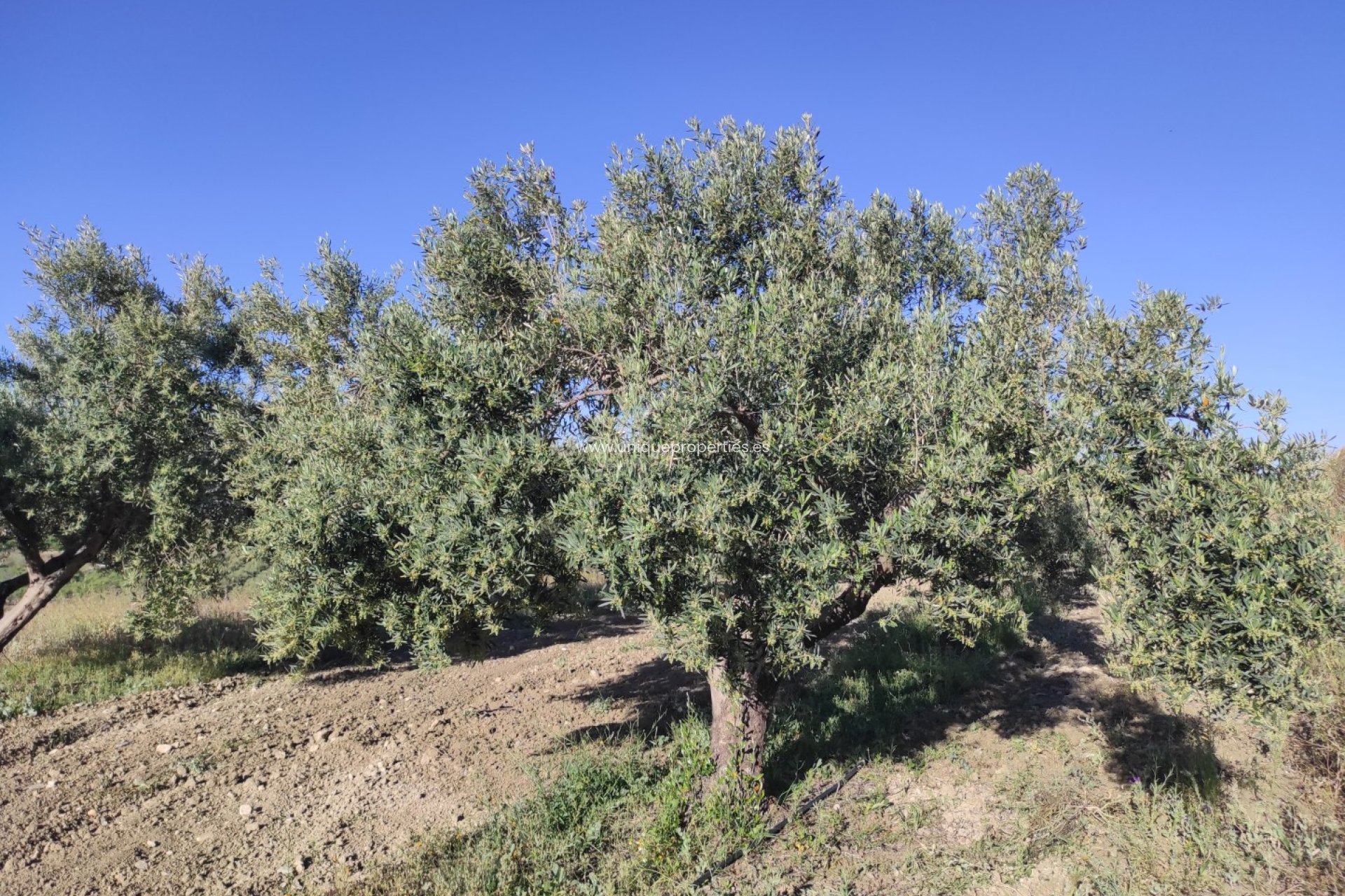 Resale - Land -
Somontin