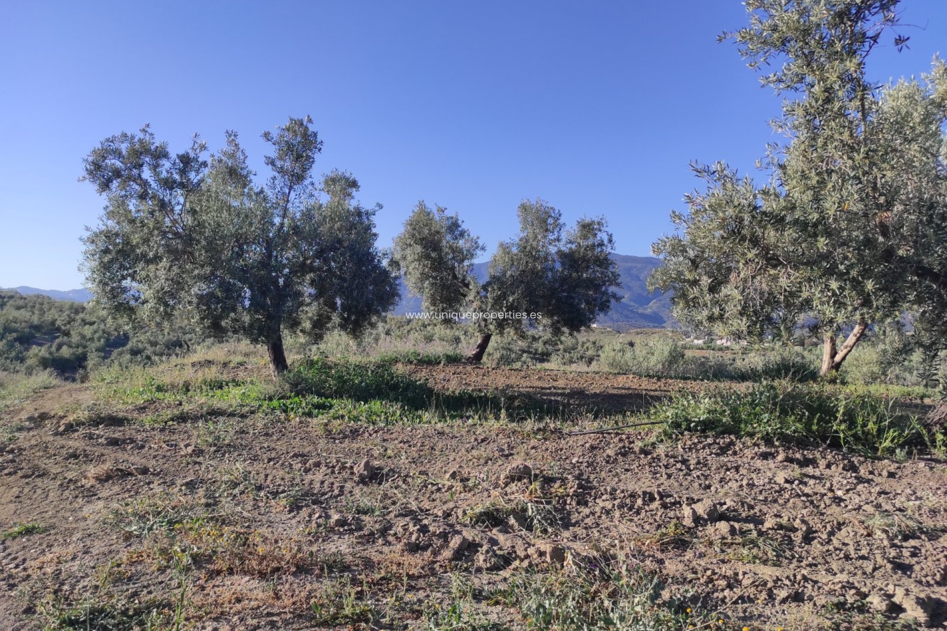 Resale - Land -
Somontin