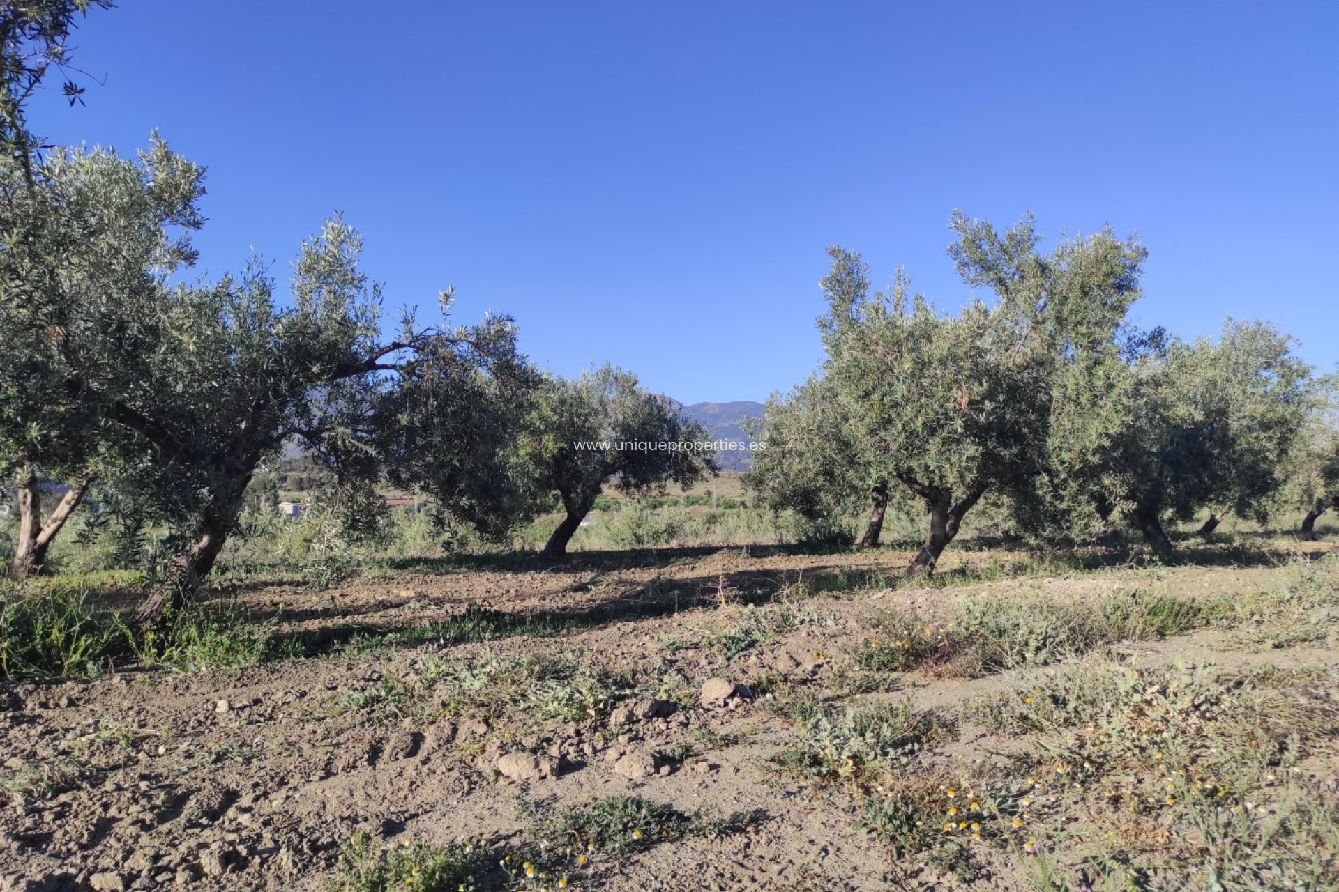 Resale - Land -
Somontin