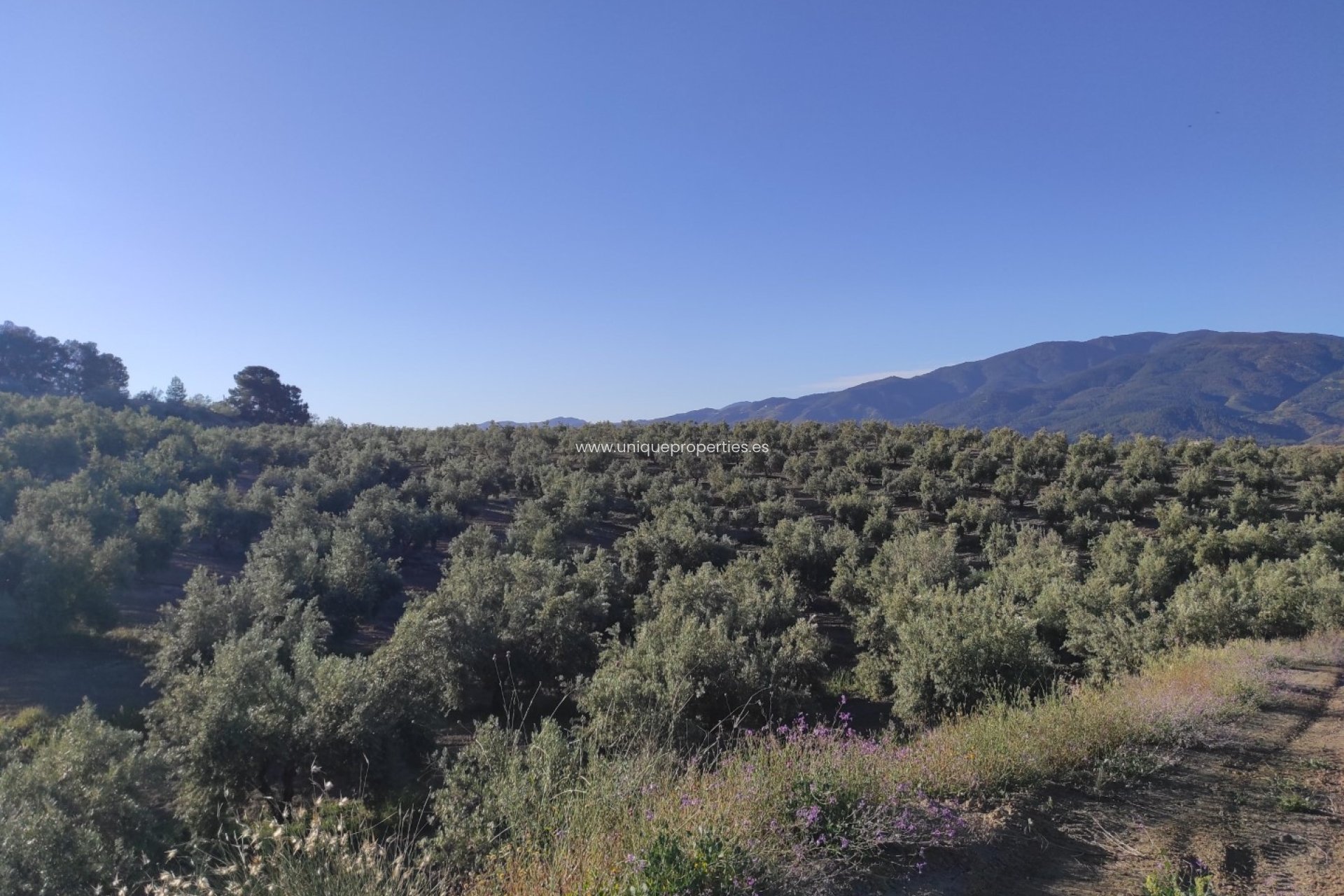Resale - Land -
Somontin