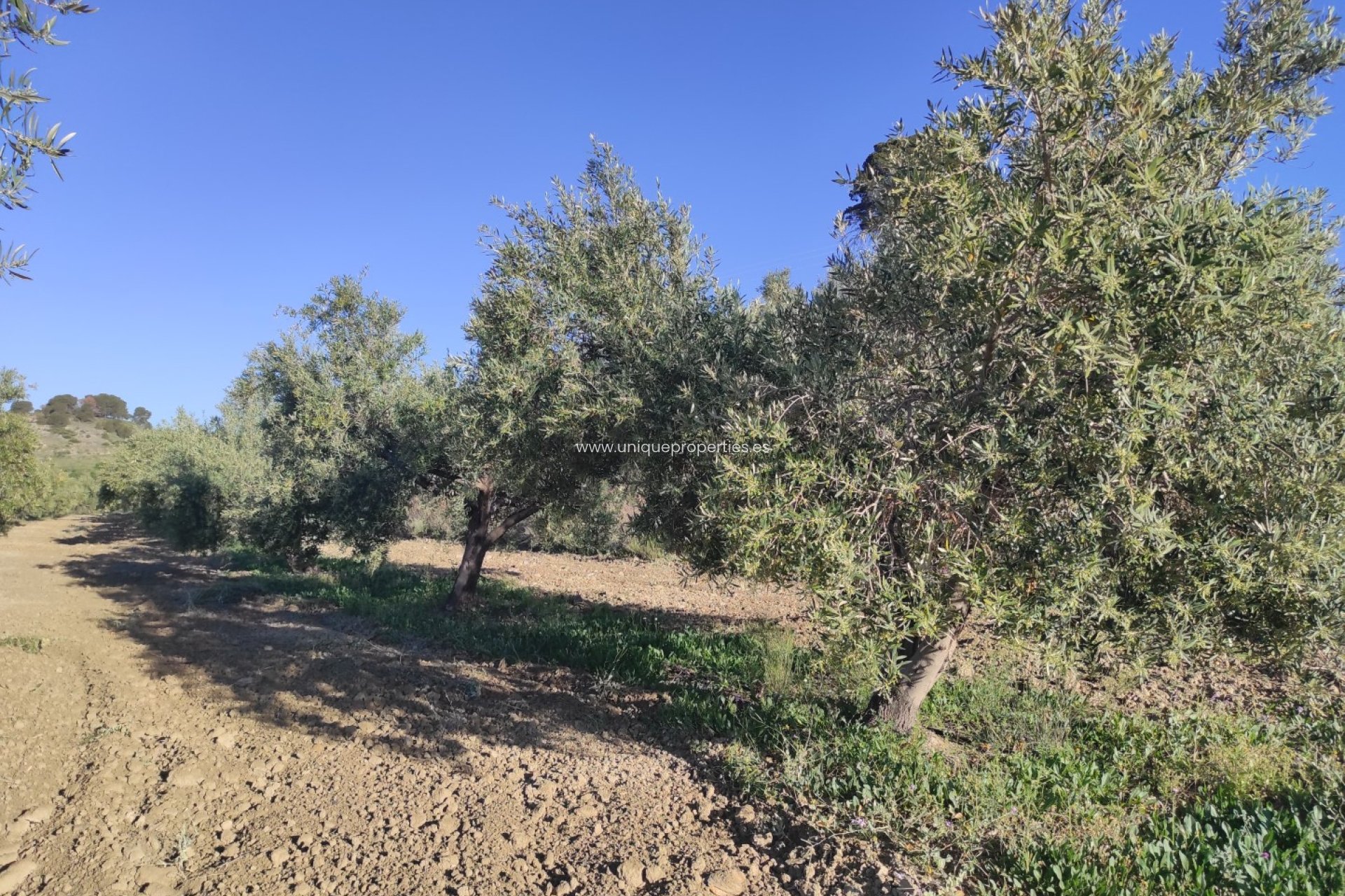 Resale - Land -
Somontin