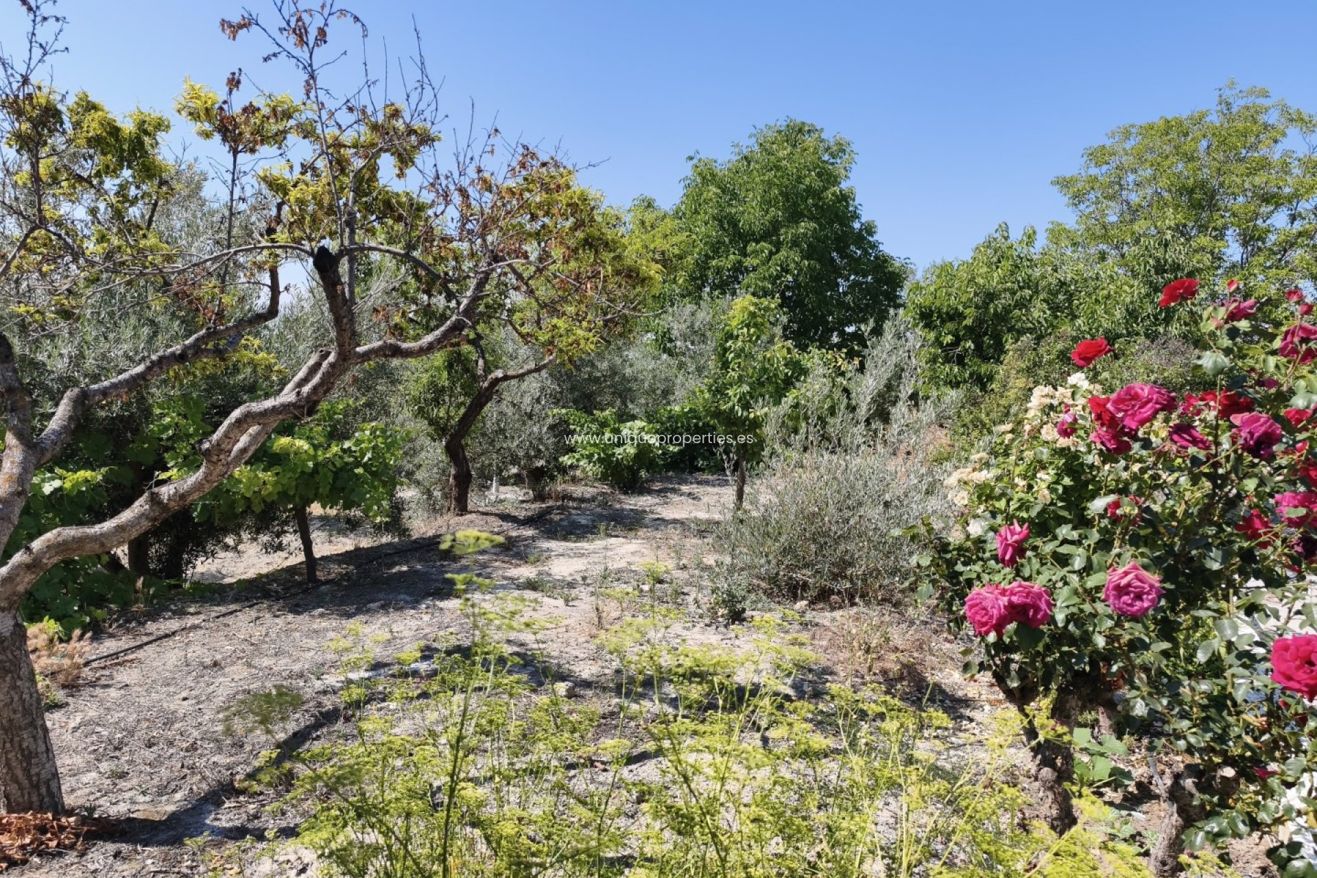 Resale - Villa -
Huescar