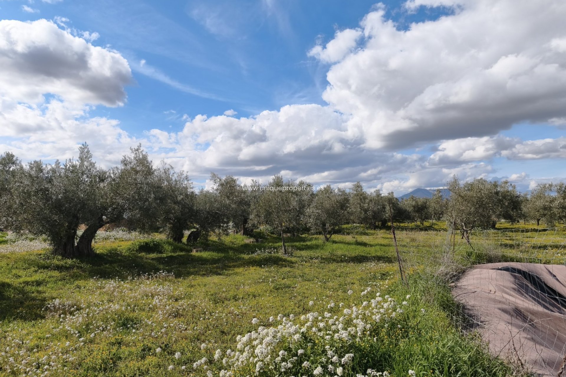 Reventa - Cortijo -
Baza