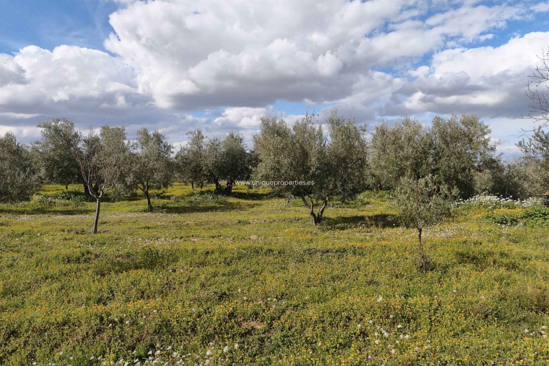 Reventa - Cortijo -
Baza