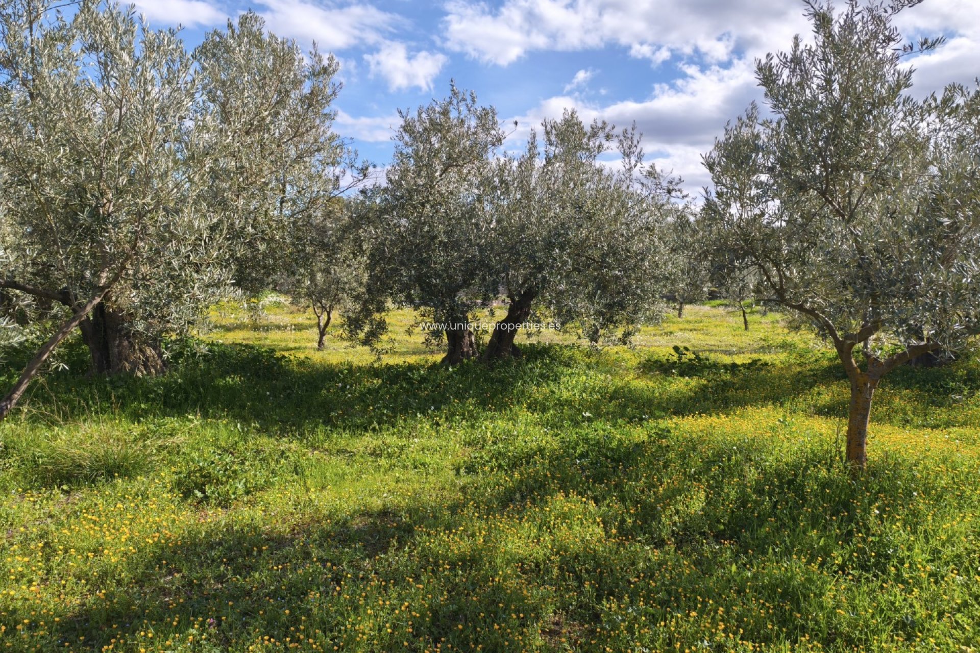 Reventa - Cortijo -
Baza