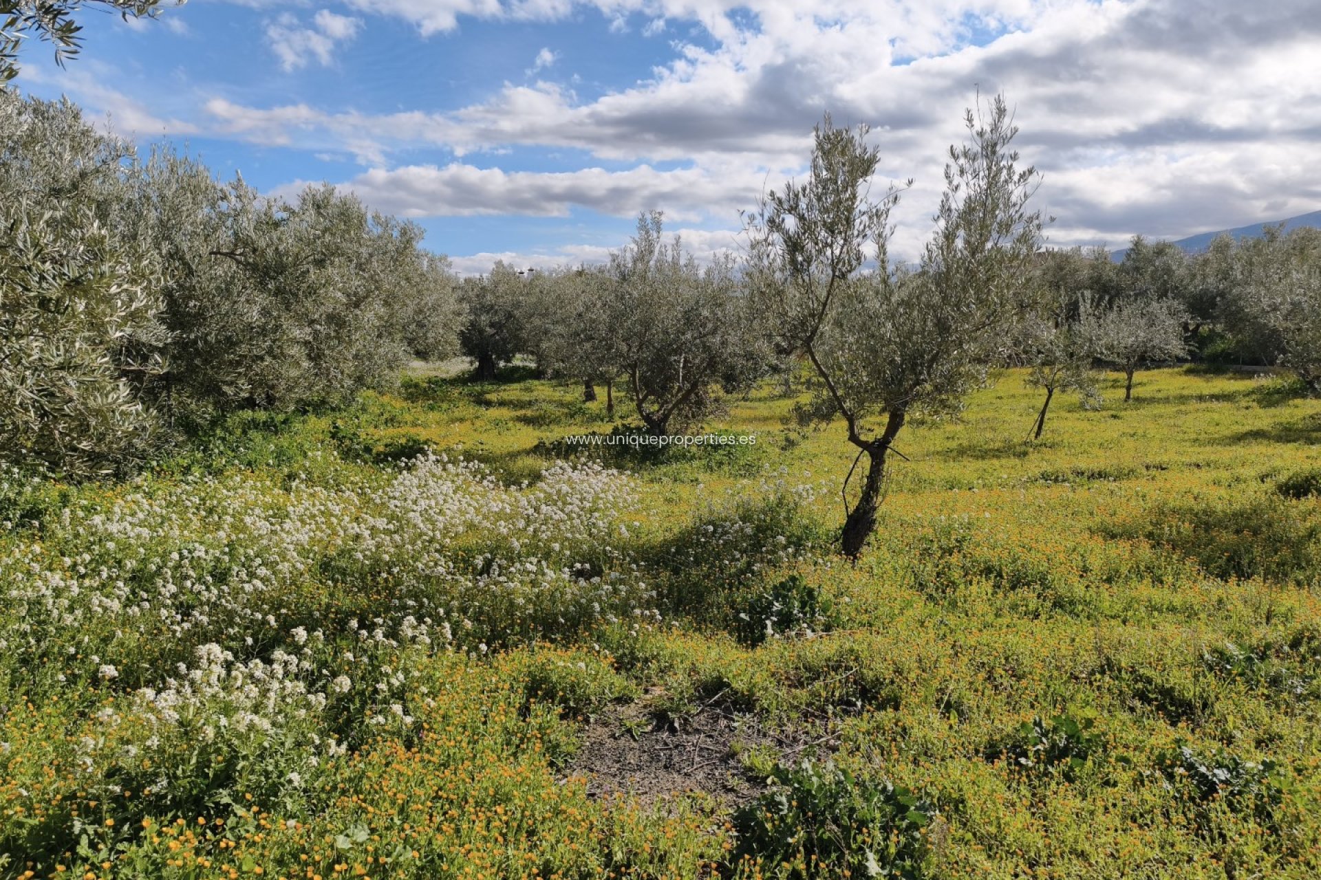 Reventa - Cortijo -
Baza