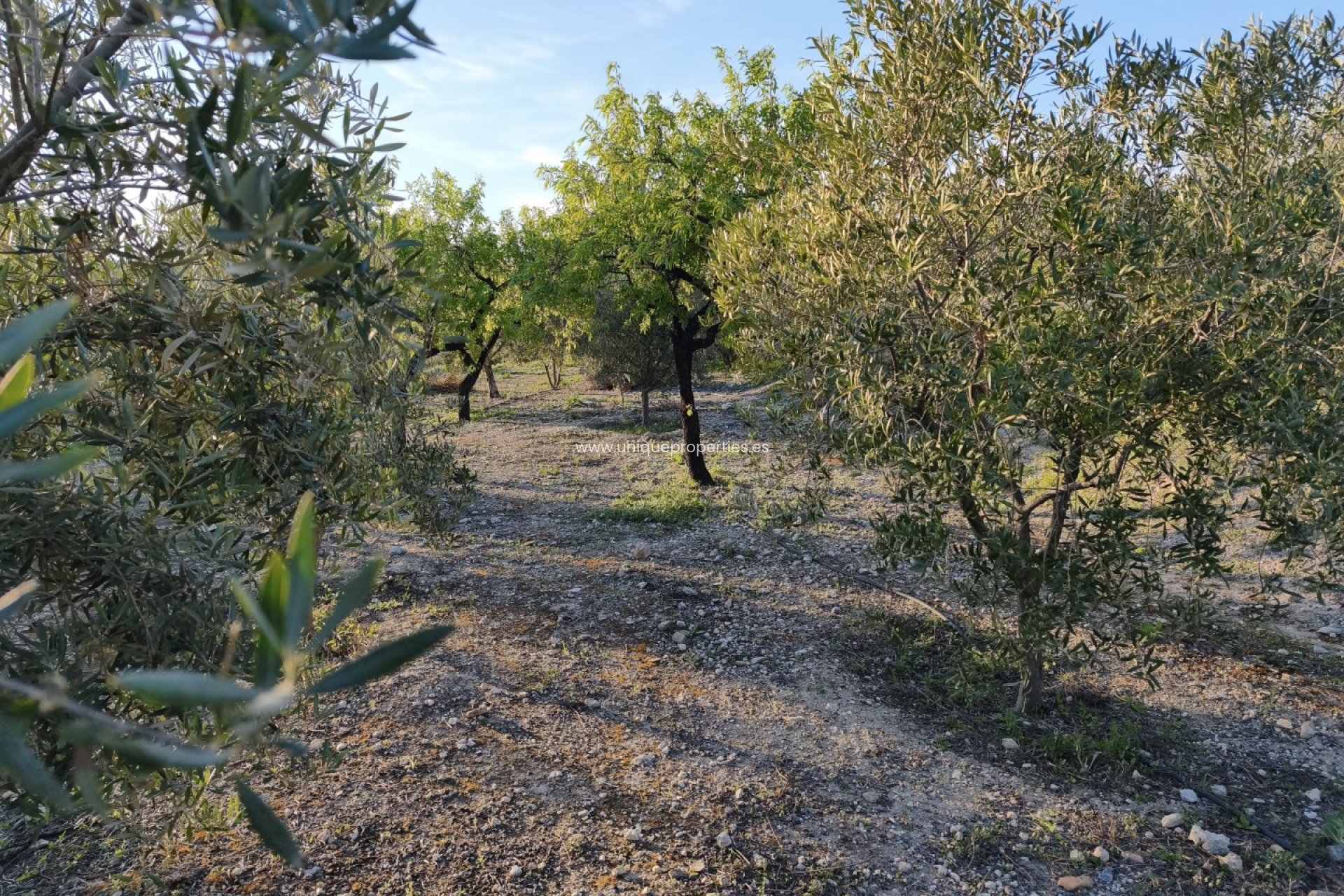 Reventa - Cortijo -
Somontin