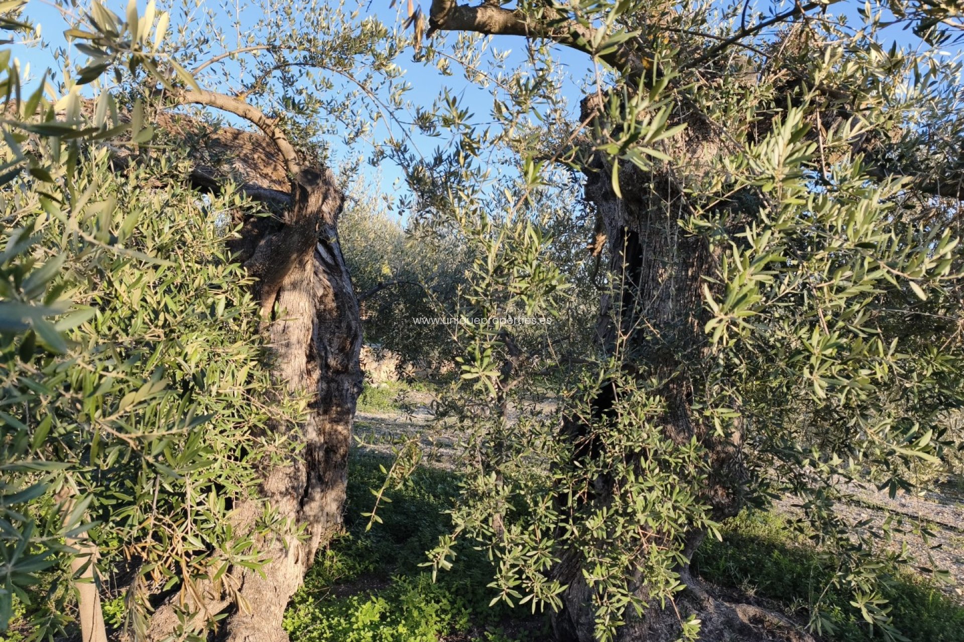 Reventa - Cortijo -
Somontin