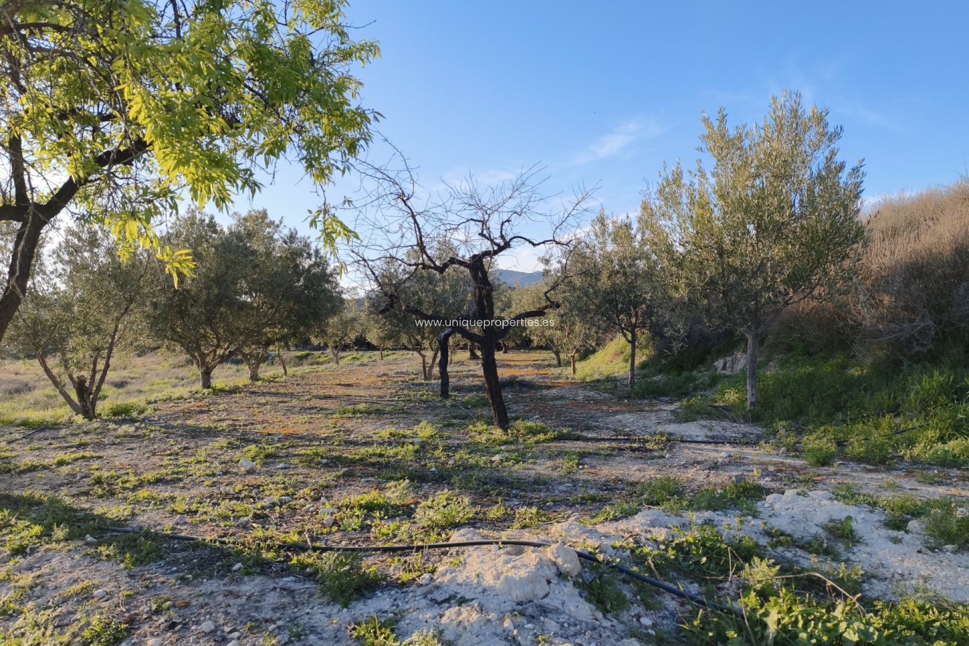 Reventa - Cortijo -
Somontin