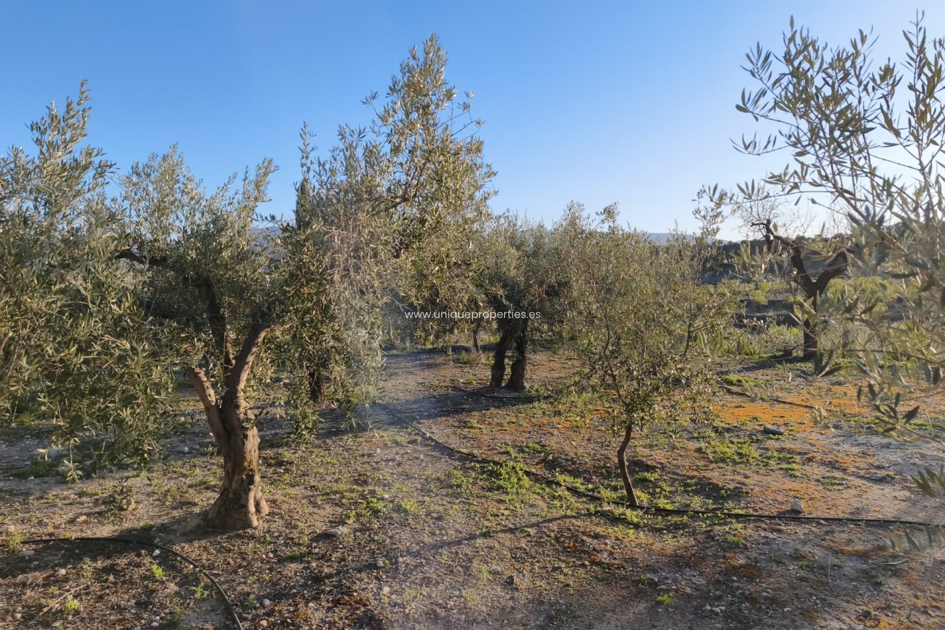 Reventa - Cortijo -
Somontin