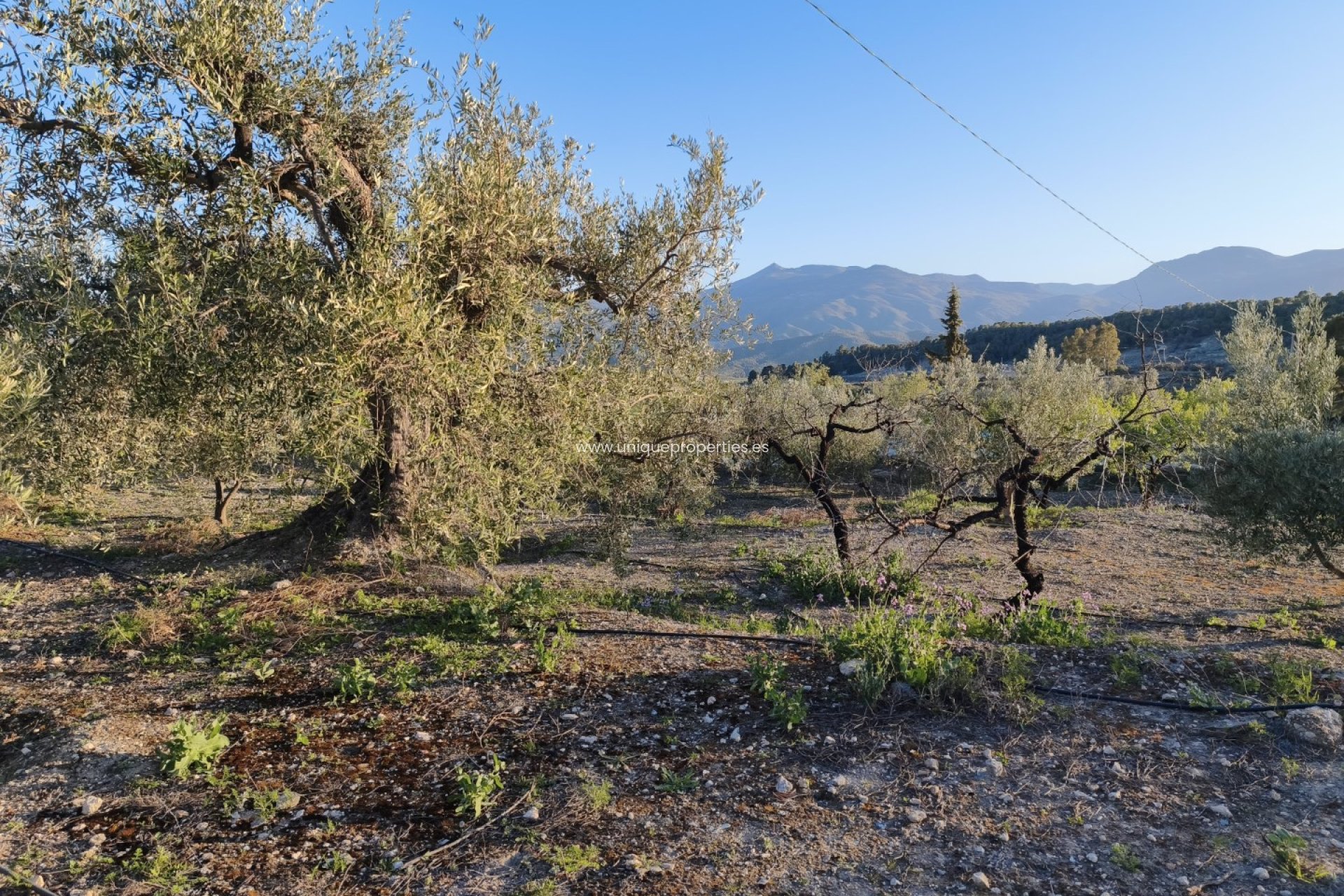 Reventa - Cortijo -
Somontin