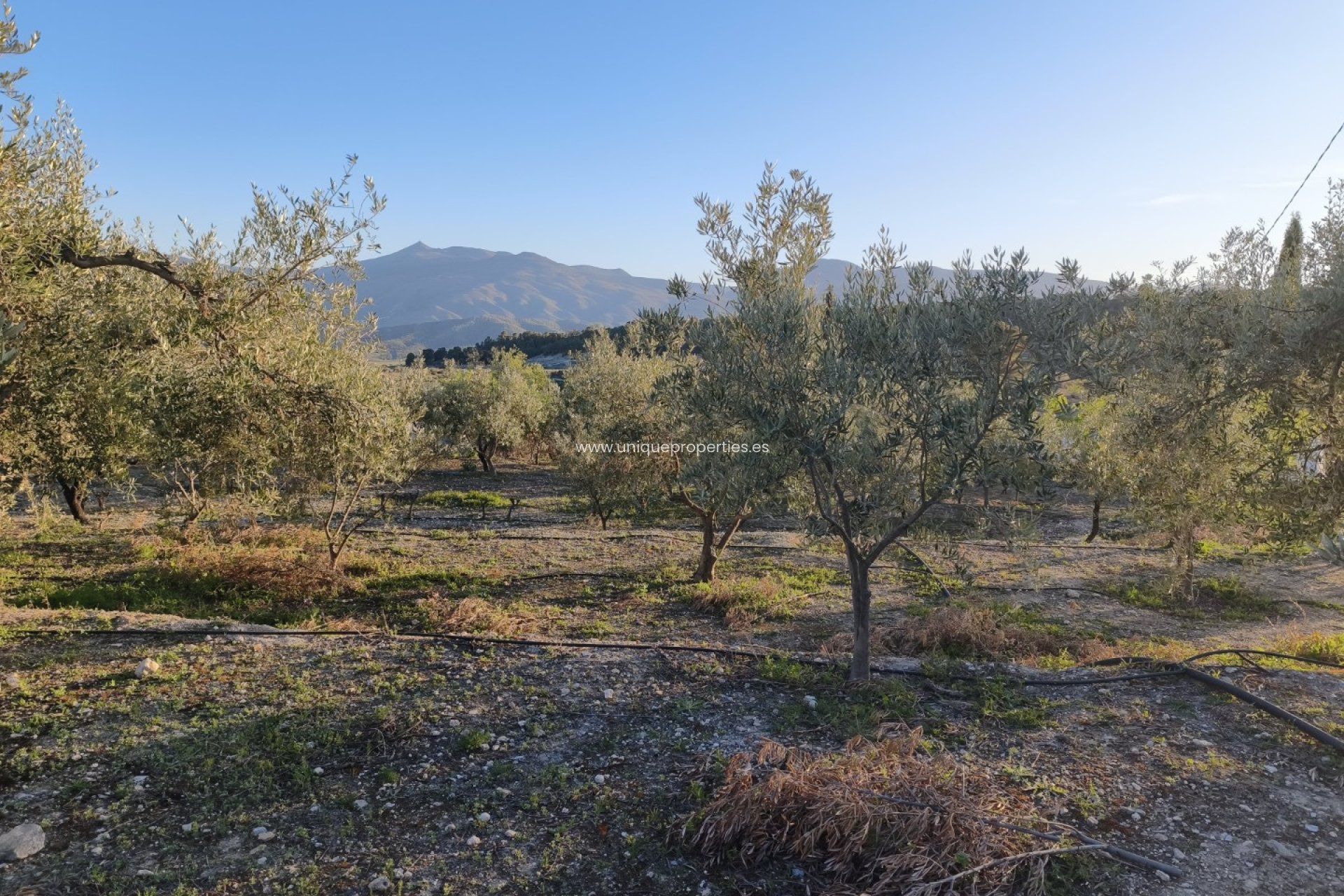 Reventa - Cortijo -
Somontin