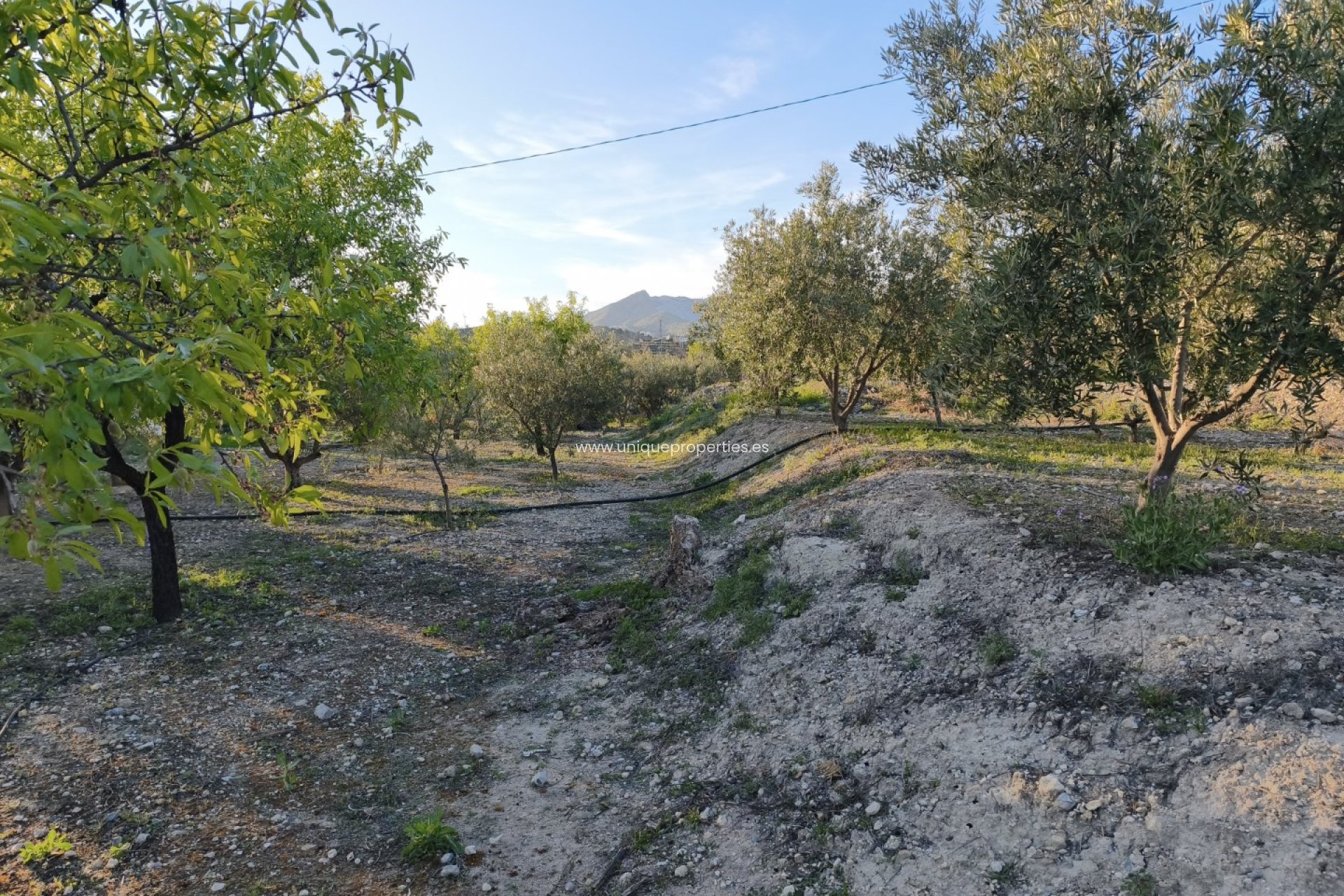 Reventa - Cortijo -
Somontin