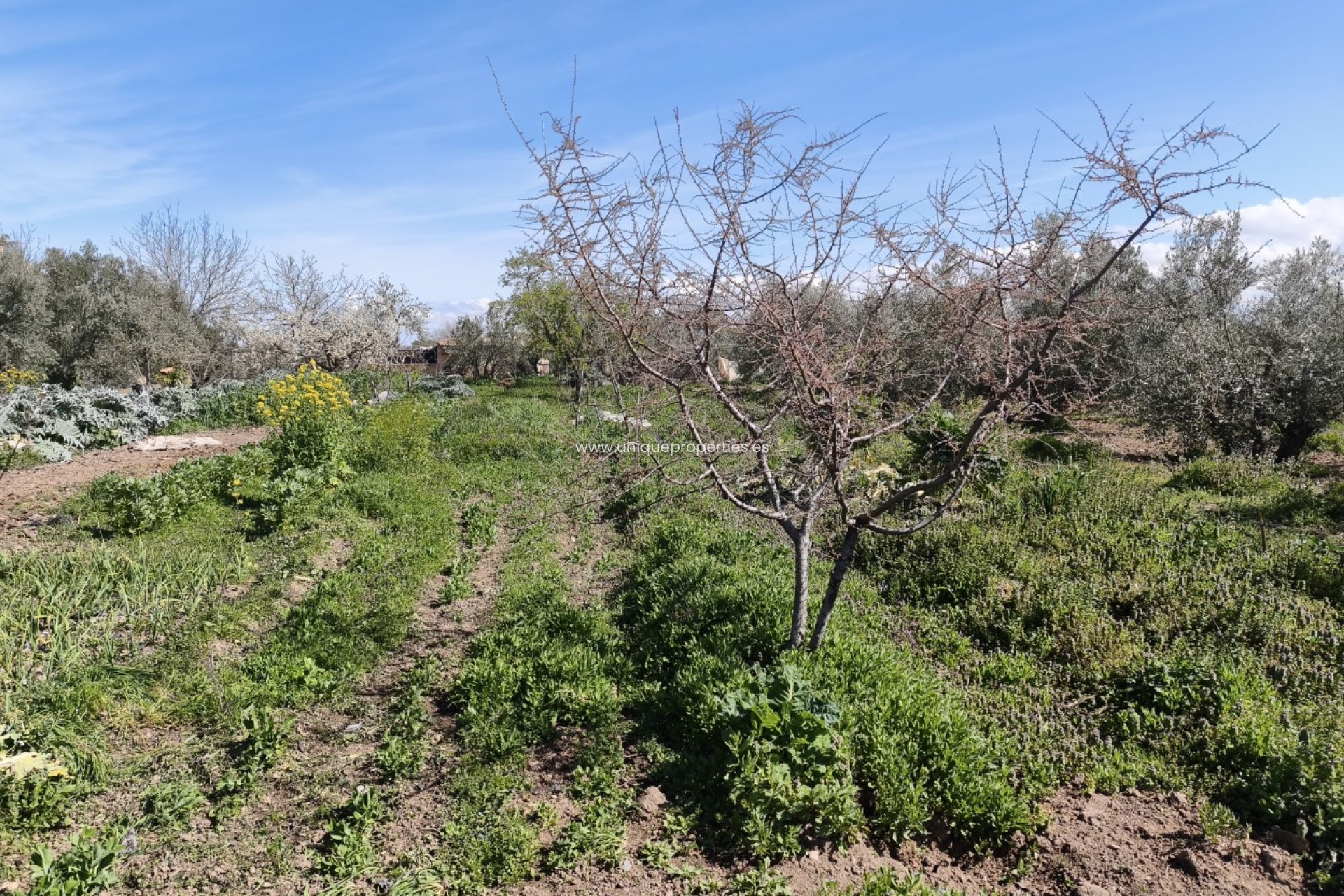 Reventa - Country House -
Baza