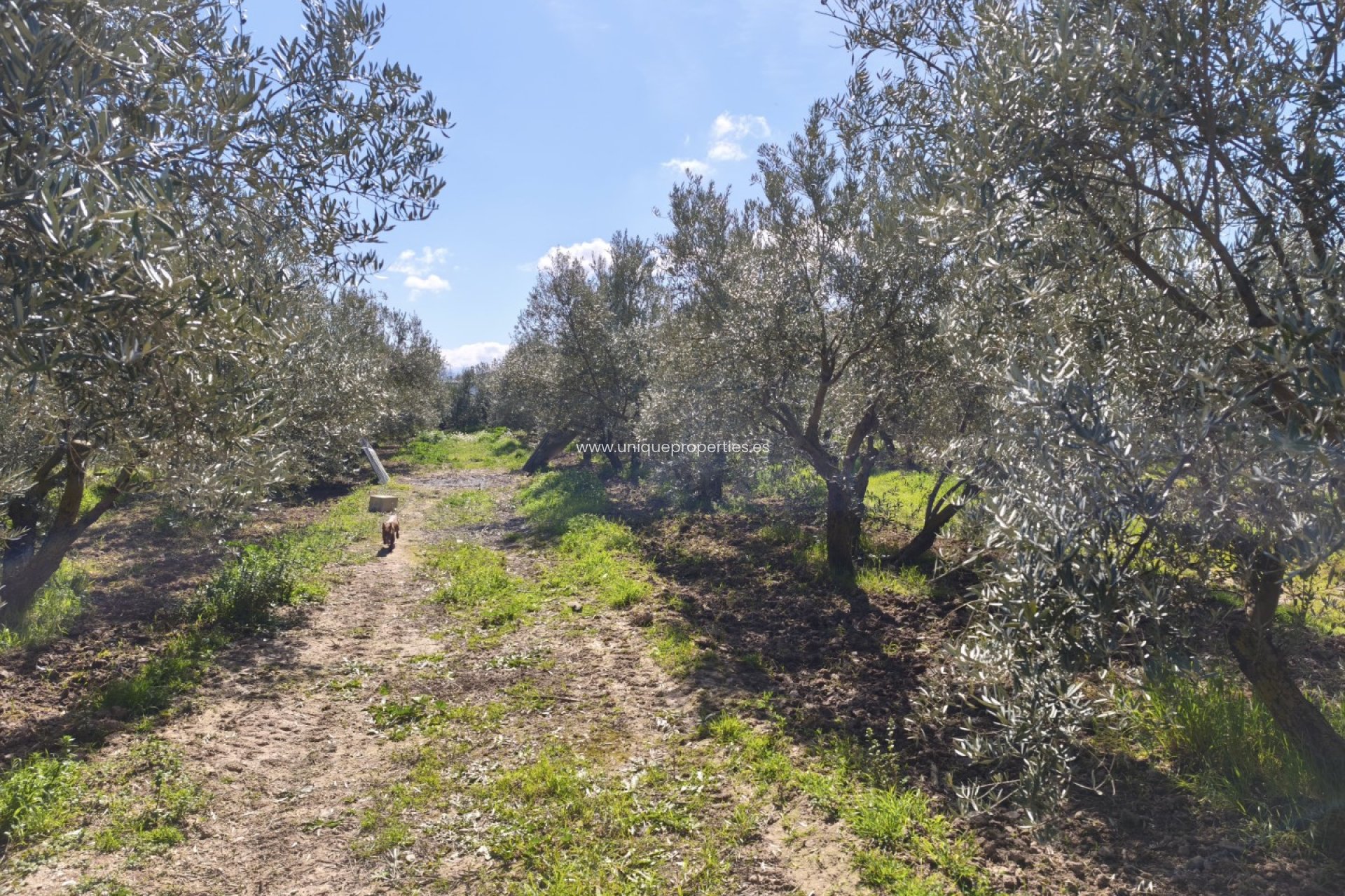 Reventa - Country House -
Baza