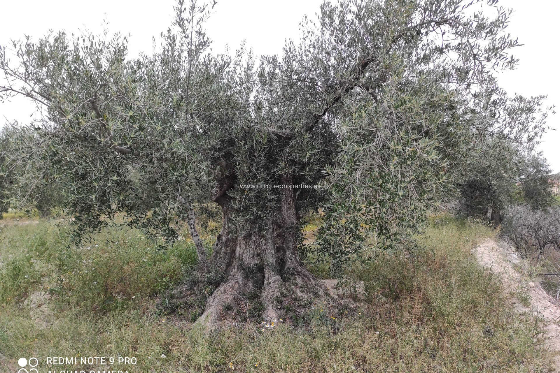 Revente - Cortijo -
Olula del Rio