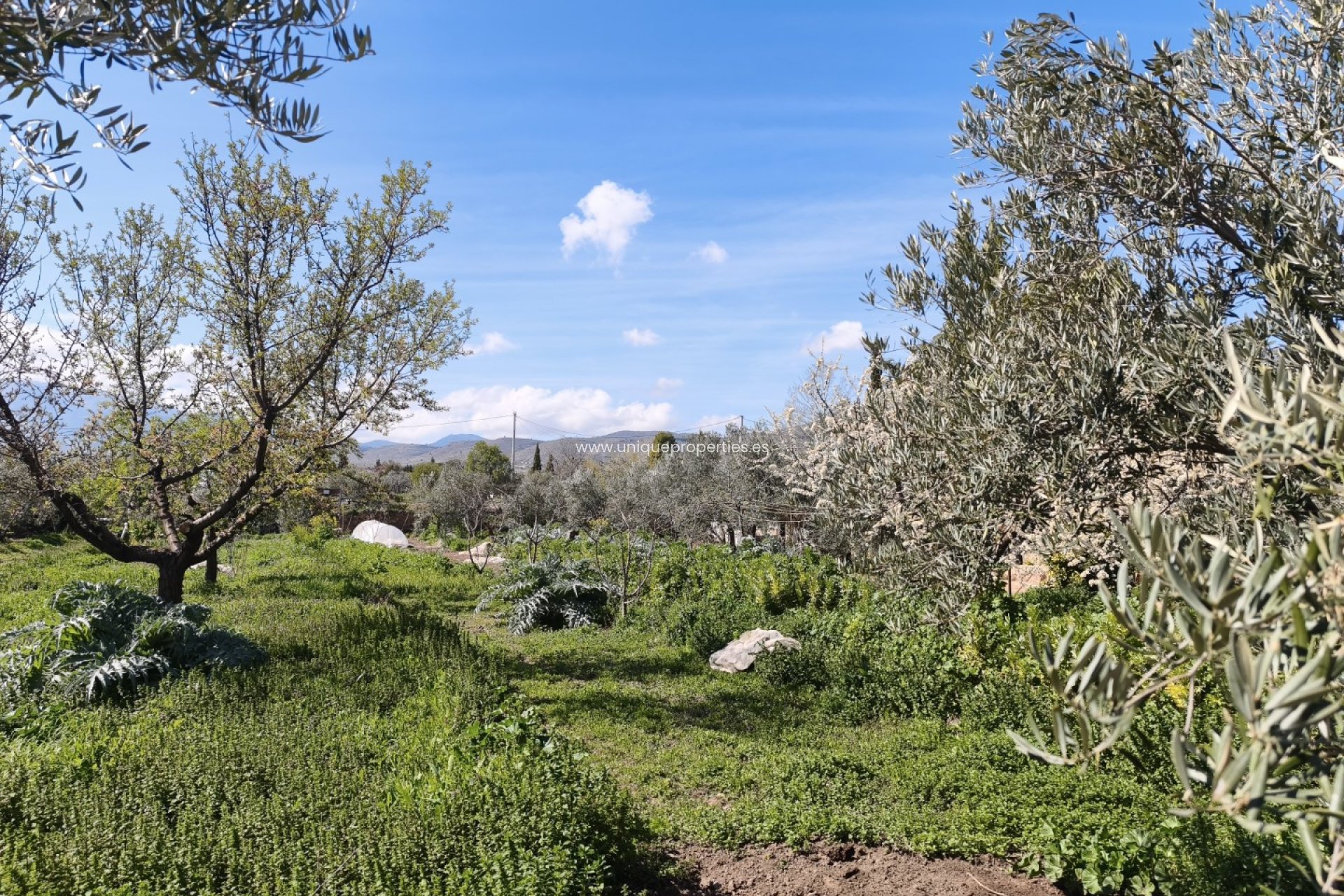 Revente - Country House -
Baza