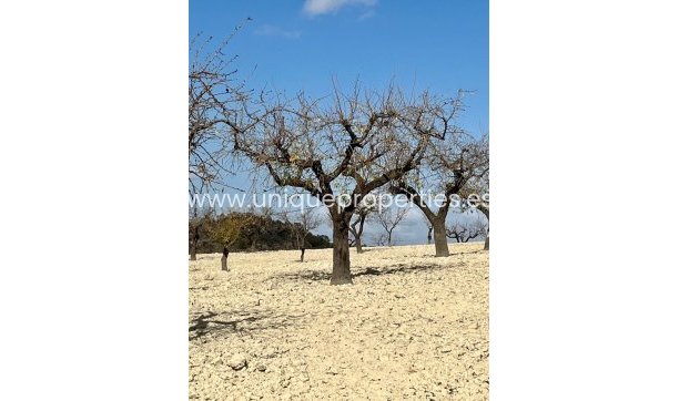 Resale - Plot / Land -
Bullas - Costa Calida