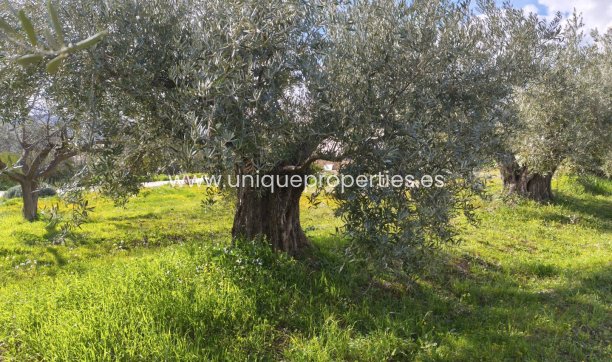 Reventa - Cortijo -
Baza