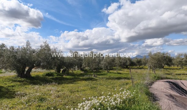 Reventa - Cortijo -
Baza