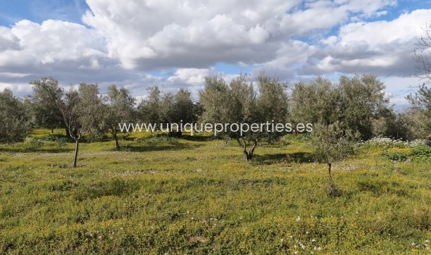 Reventa - Cortijo -
Baza