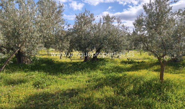 Reventa - Cortijo -
Baza