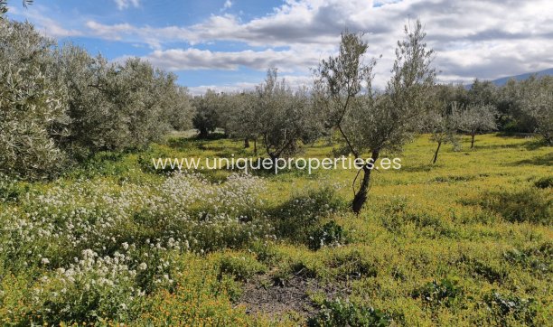 Reventa - Cortijo -
Baza