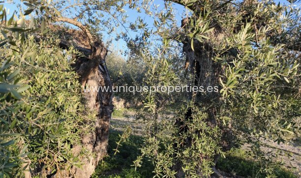 Reventa - Cortijo -
Somontin