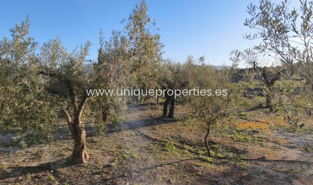 Reventa - Cortijo -
Somontin