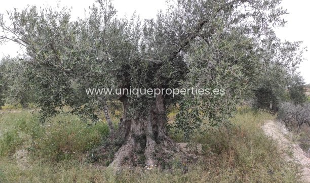 Reventa - Cortijo -
Olula del Rio